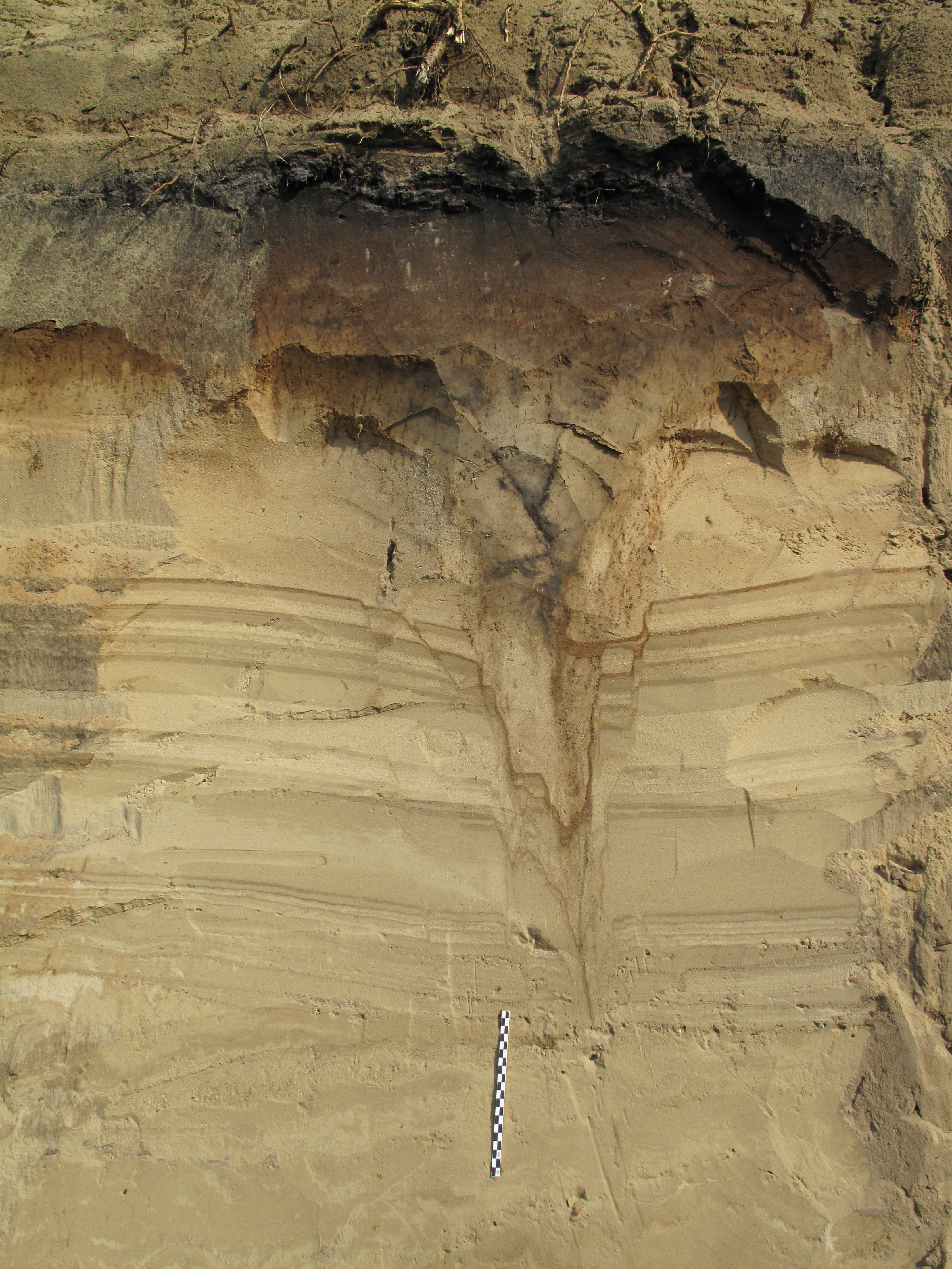 Gneiss Complex (NGC) imply the distal transport of these sediments.